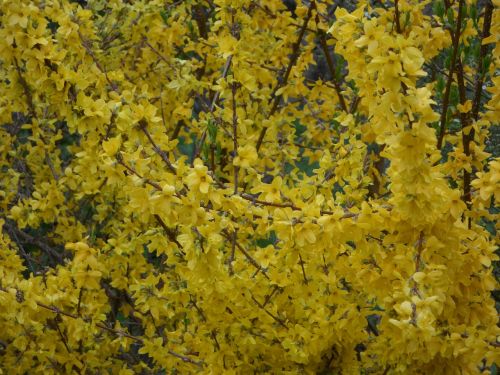 yellow forsythia ornamental shrub
