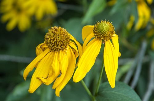 yellow flowers green