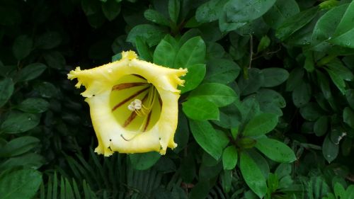 yellow tropical flower