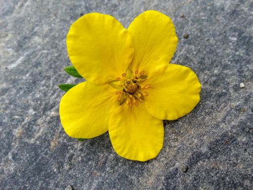 yellow flower yellow flower