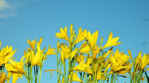 yellow flower flowers