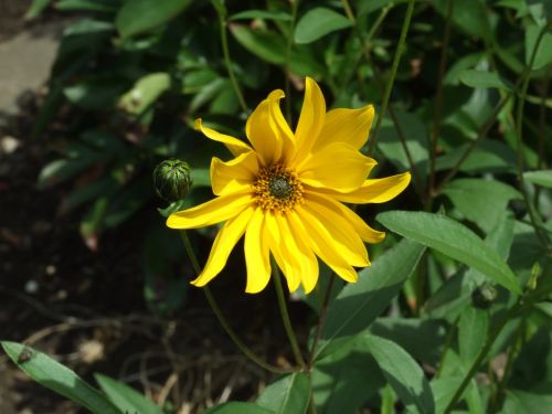 yellow flower bloom