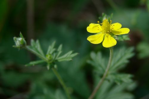 yellow flower yellow flower