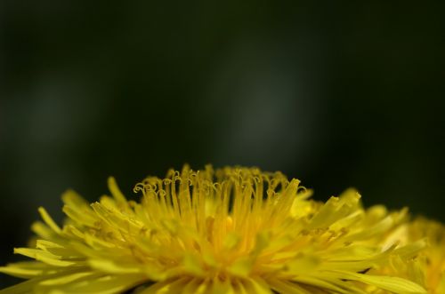 yellow flower dandelion