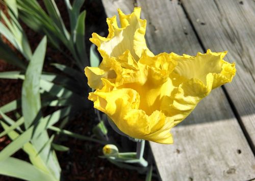 yellow iris garden