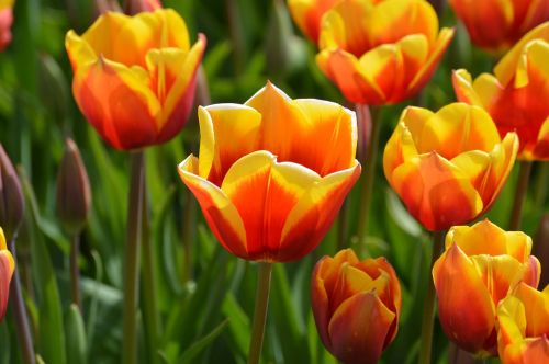 yellow red tulips