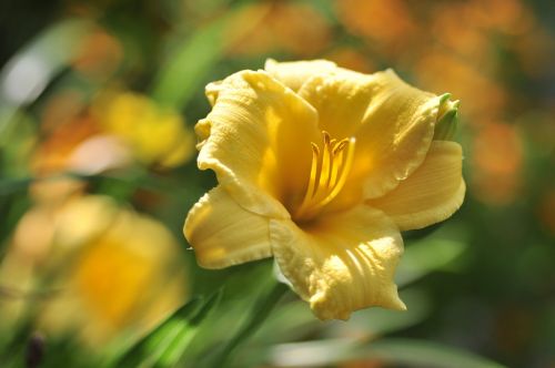 daylily blossom bloom