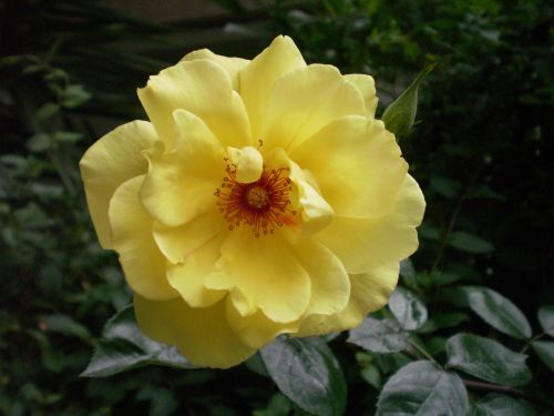 yellow rose flower