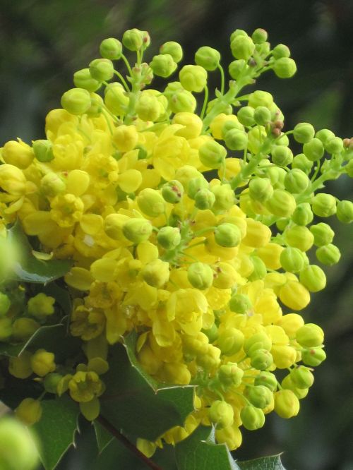 yellow flower bud