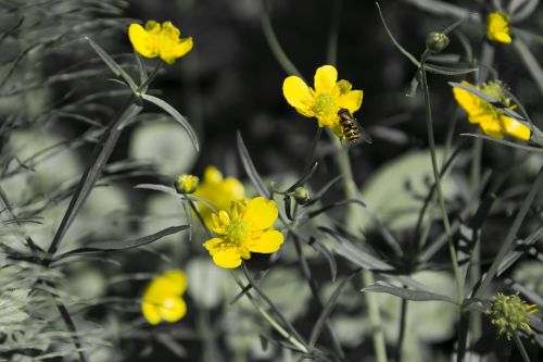 yellow flower flowers