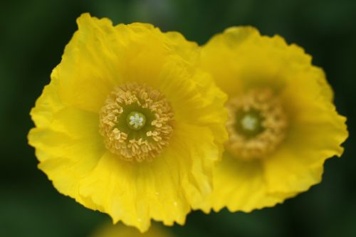 yellow flower blossom