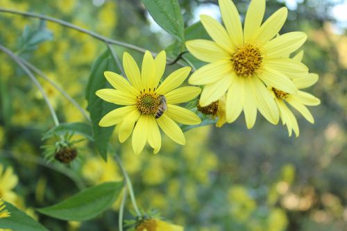 yellow flowers bee