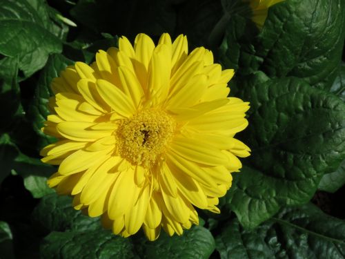 yellow flower close up