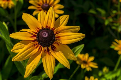 yellow spring flower