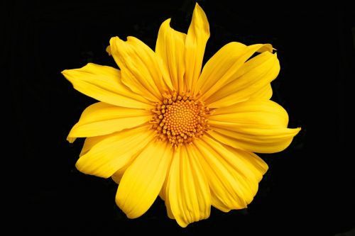 yellow flower spring