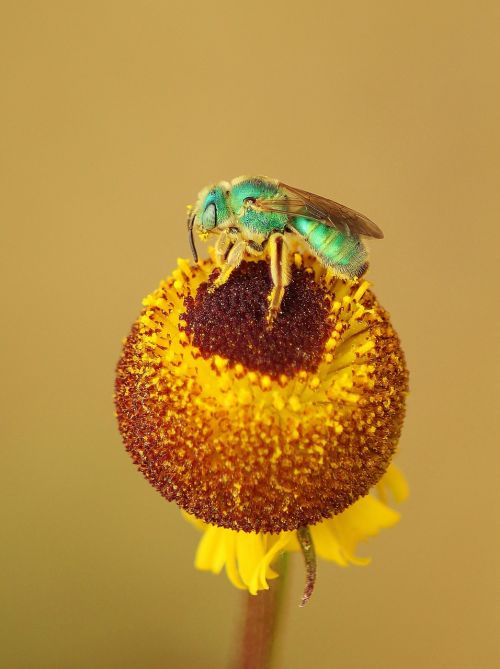 yellow flower insect