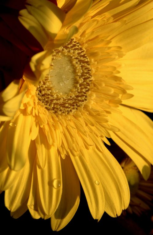 yellow flower spring