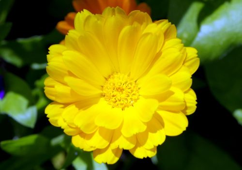 yellow flower flowering