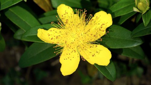 yellow flower nature