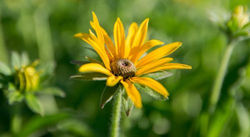 yellow flower petals