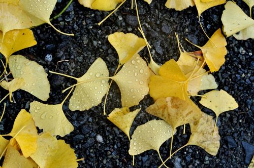 yellow ground autumn