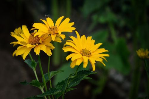 beauty yellow flowers