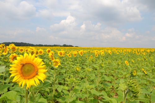 yellow sunflower blossom