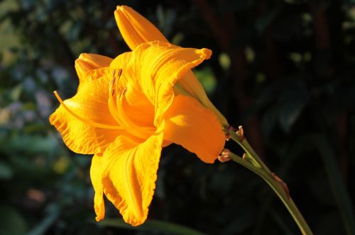 yellow gold lily