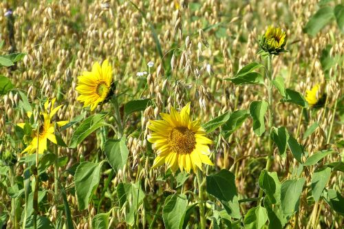 sun flower yellow green