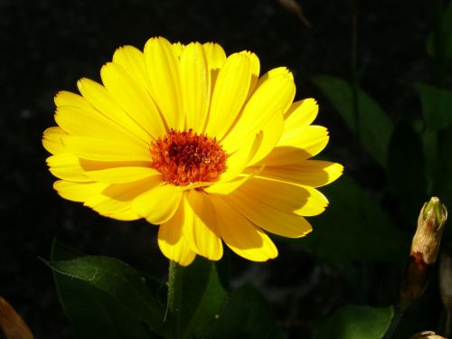 yellow natural flower