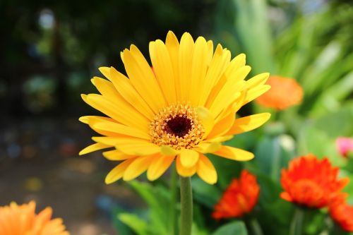 yellow flower garden