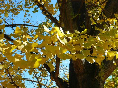 yellow autumn leaves leaf