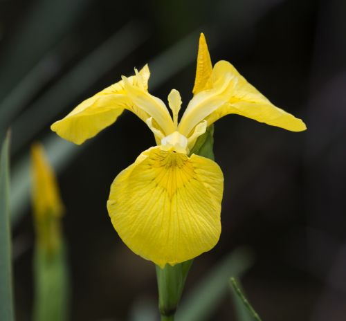 yellow iris growth in water edge rare