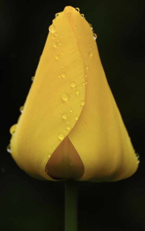 yellow tulip drop of water