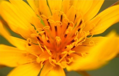 yellow flower macro