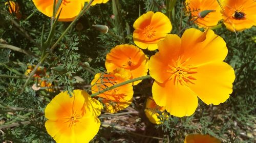 yellow orange flower