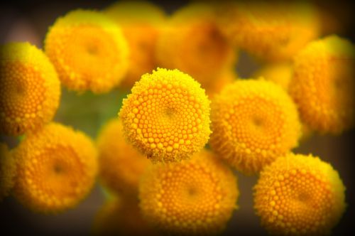 yellow flower nature