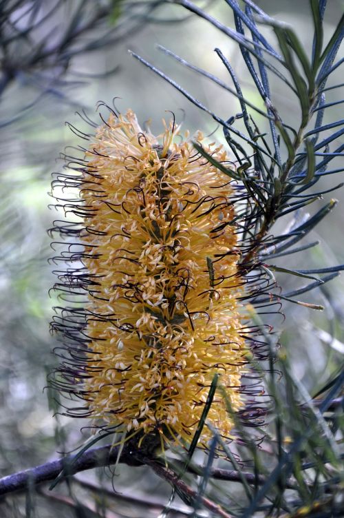 yellow flower banksia