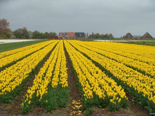 yellow netherlands holland