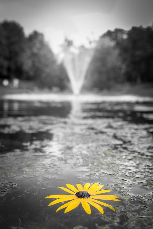yellow flower fountain
