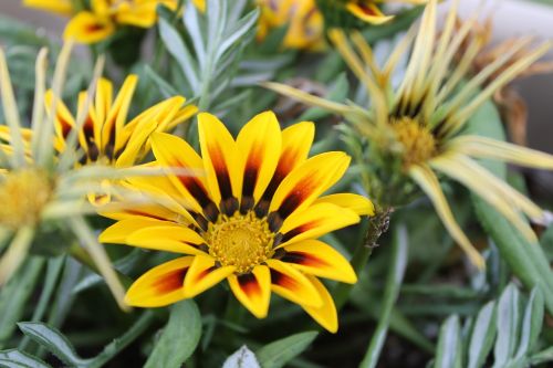 yellow plant nature