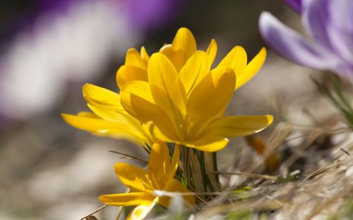 yellow flower blossom