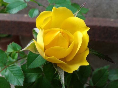 yellow rose flower