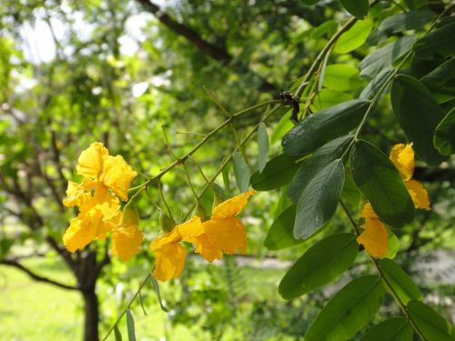 yellow flower trees