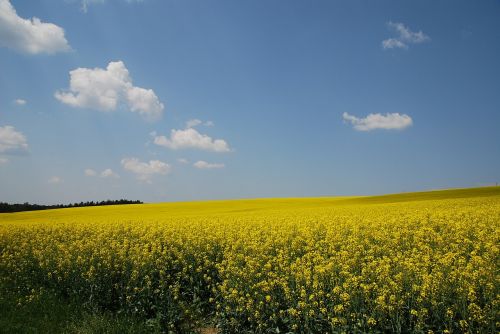 yellow nature colza field