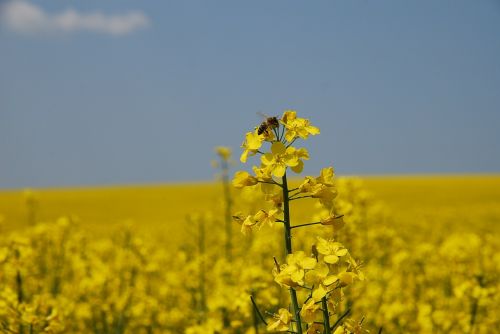 yellow nature colza field