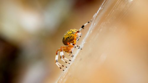 yellow spider arachnid