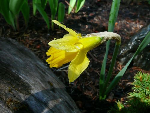 yellow daffodil narcissus