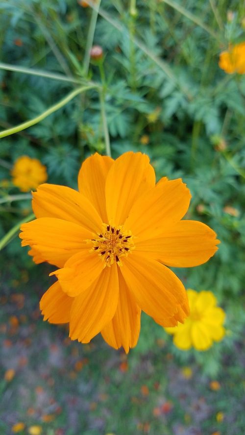 yellow flowers spring