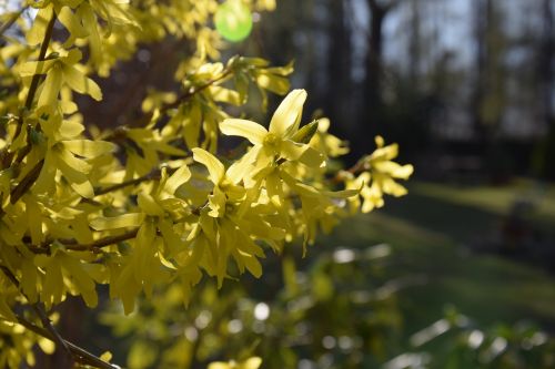 yellow flower spring